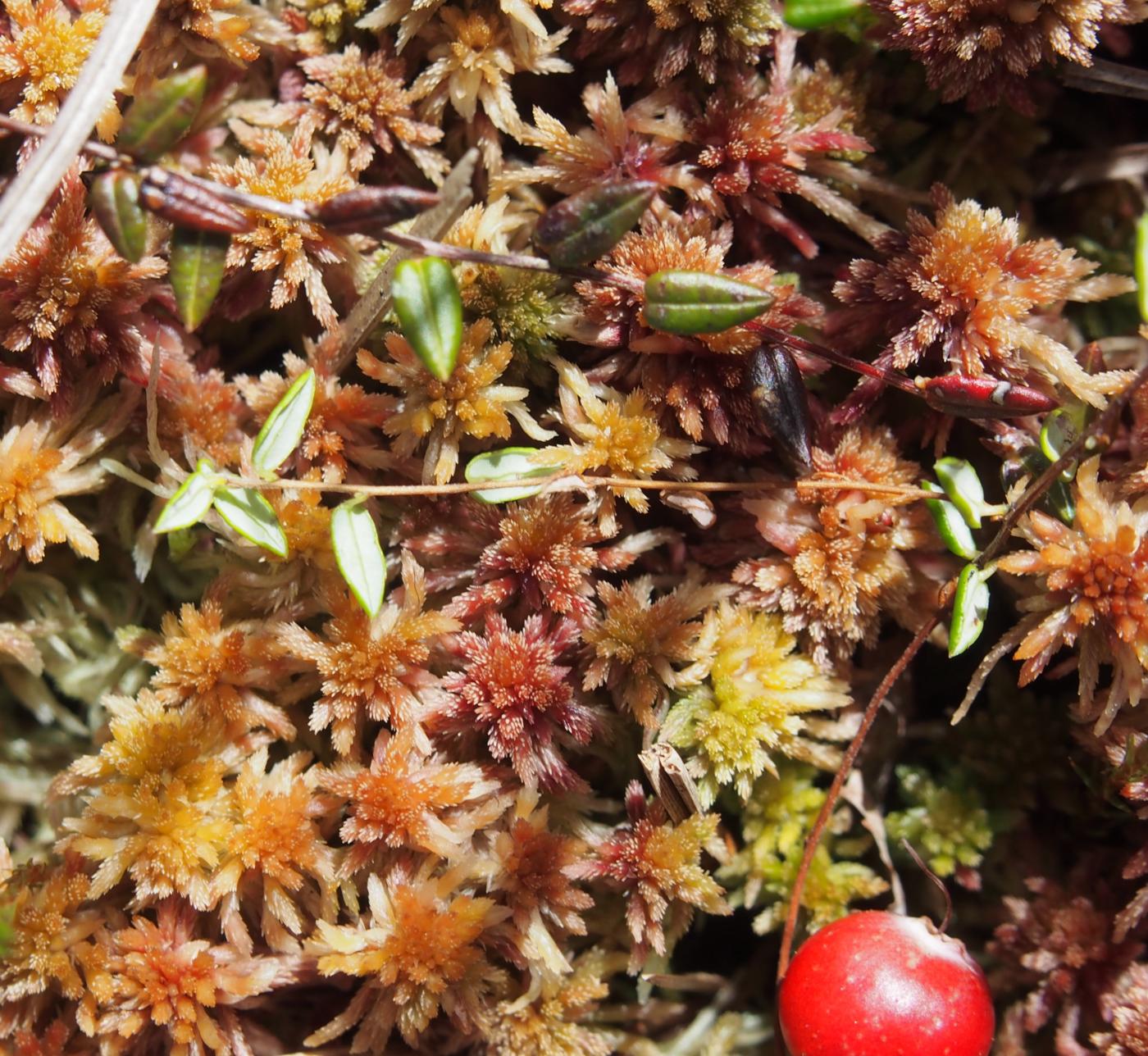 Cranberry, Small leaf